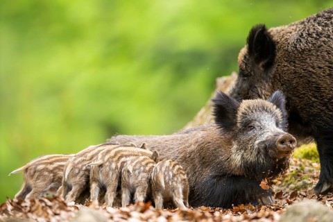 Wild boar (Sus scrofa) piglets (Squeaker) suckle milk at their mother in a forest, Bavaria, Germany