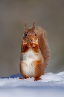 Red squirrel (Sciurus vulgaris) adult animal feeding on a nut in snow in winter, Scotland, United