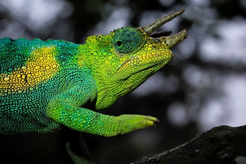 Three-horned chameleon (Trioceros jacksonii), male, Bwindi Impenetrable Forest National Park,