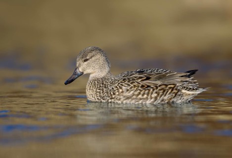 Green-winged Teal (Anas carolinensis) female, British Columbia, Canada