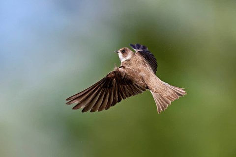 Sand martin (Riparia riparia), in flight, Reussegg nature reserve, Canton Aargau, Switzerland