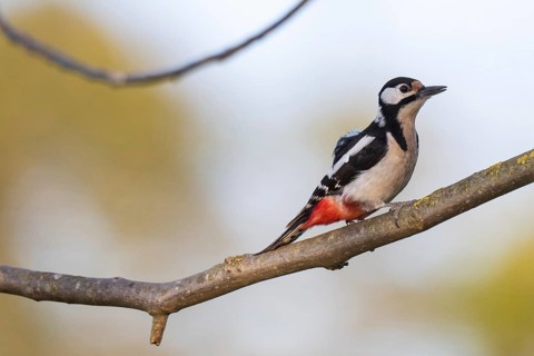 Great spotted woodpecker (Dendrocopos major) sitting on a branch in a walnut tree, evening light,