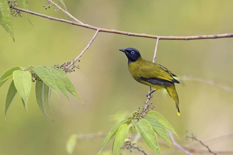 Black-headed Bulbul (Pycnonotus atriceps), Thailand