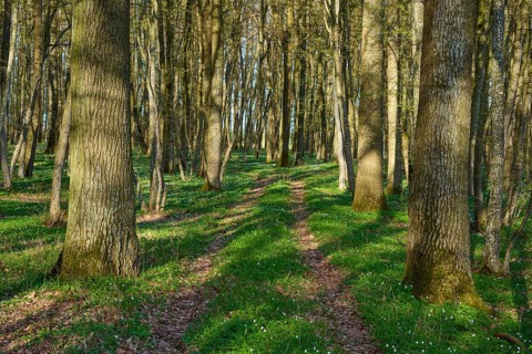 A trail through a thick forest with lots of greenery and light, spring, wood anemones,