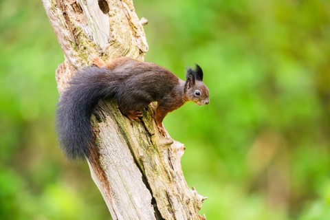 Red squirrel (Sciurus vulgaris) sitting on an old wrotten tree trunk in a forest, Bavaria, Gernany