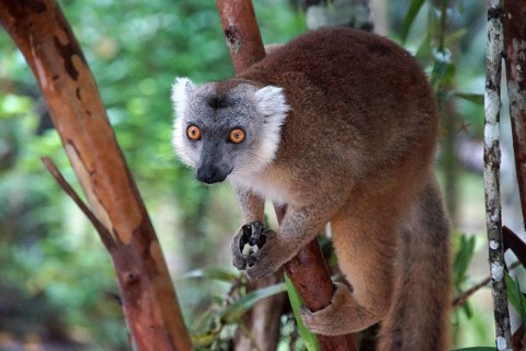 Lemur, Madagascar, Sifaka, Prophithecus, National Park, Madagascar