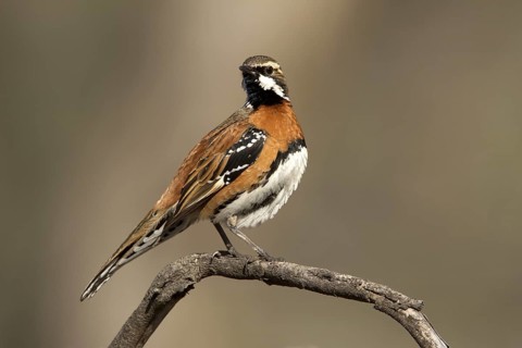 Chestnut-breasted Quail-thrush (Cinclosoma castaneothorax) male, Queensland, Australia