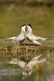 Whiskered Tern (Chlidonias hybrida) mating, Castile-La Mancha, Spain