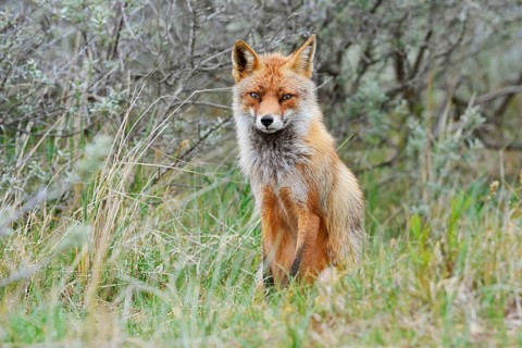 Red fox (Vulpes vulpes), North Holland, Netherlands