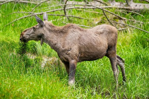 Eurasian elk (Alces alces) standing on a meadow in early summer, Bavarian Forest, Bavaria, Germany