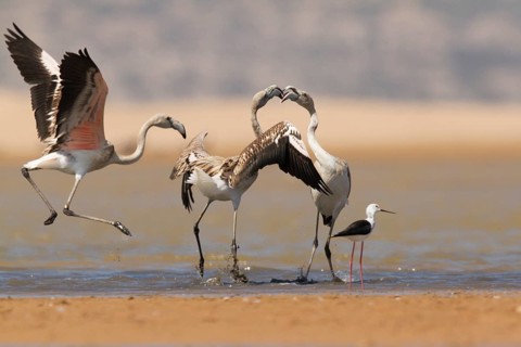 Greater Flamingo (Phoenicopterus roseus), Morocco