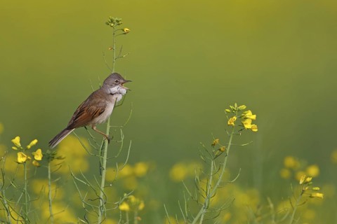 Common Whitethroat (Sylvia communis) singing, Rhineland-Palatinate, Germany