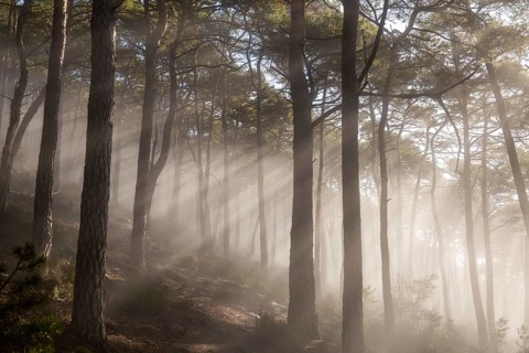 Gentle rays of sunshine break through the morning fog in the Palatinate Forest and immerse the