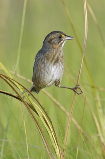 Seaside Sparrow (Ammodramus maritimus), Texas, USA