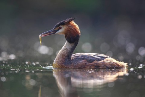 Great Crested Grebe (Podiceps cristatus), North Rhine-Westphalia, Germany