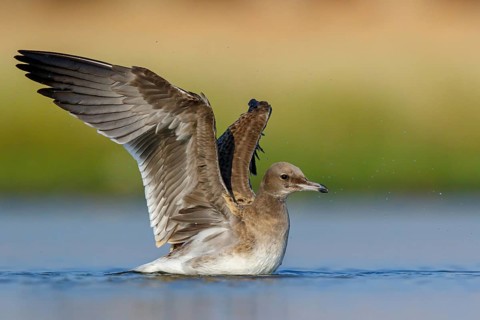 Hemprich's Gull, (Ichthyaetus hemprichii), (Larus hemprichii), Fish Eagle Gull Salalah, Raysut,