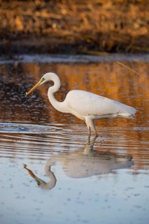 Great White Egret (Egretta alba) Germany