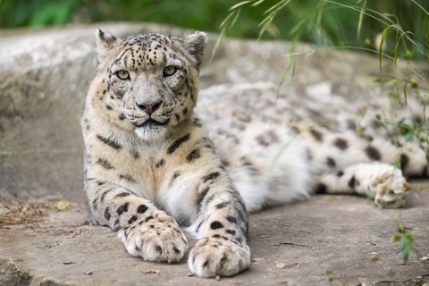 Snow leopard (Panthera uncia) lying on a rock, captive, habitat in Asia