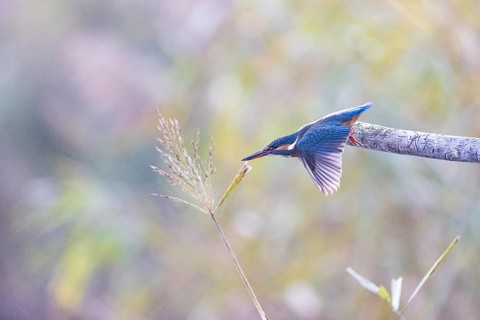 Kingfisher (Alcedo atthis) wbl Germany