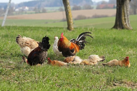 Domestic chicken (Gallus gallus domesticus) organic farming, free-range chickens and rooster