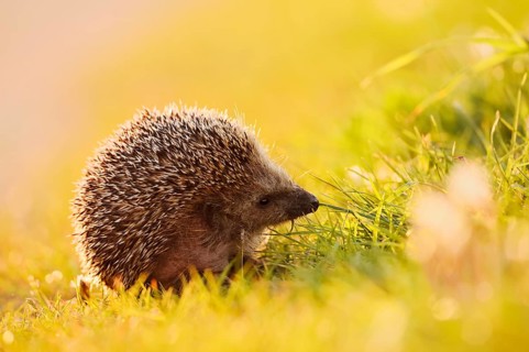 Brown-breasted hedgehog or Western European hedgehog (Erinaceus europaeus), North Rhine-Westphalia,