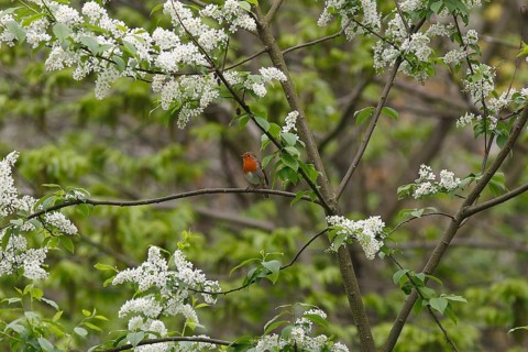 Robin (Erithacus rubecula) sitting on a branch of a common European Bird Cherry (Prunus padus),