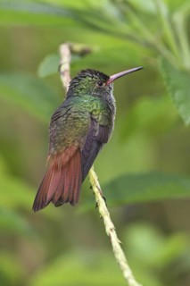 Rufous-tailed Hummingbird (Amazilia tzacatl), Costa Rica