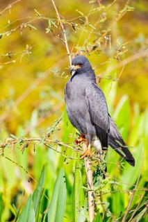 Snail Buzzard (Rostramus sociabilis) Pantanal Brazil