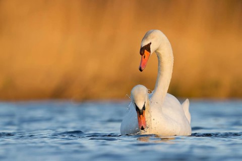 Mute Swan (Cygnus olor) pair courting, Utrecht, Netherlands