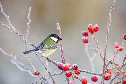 Great tit (Parus major) Germany