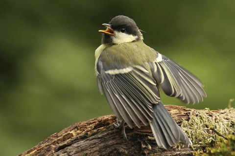 Great Tit (Parus major) juvenile, Lower Saxony, Germany