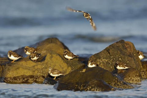 Steinwälzer (Arenaria interpres), im Ruhekleid, Gruppe auf einer Buhne, September, Insel Ameland,