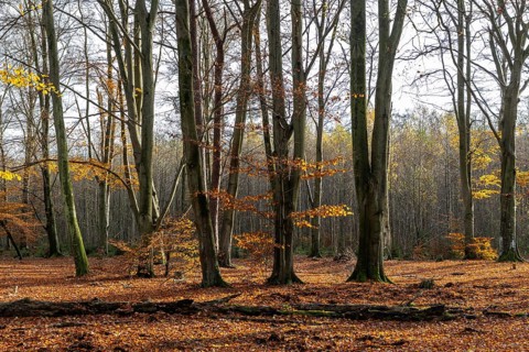 Autumn forest, autumn-colored trees, Darßwald, Darß, Fischland-Darß-Zingst, Western Pomerania