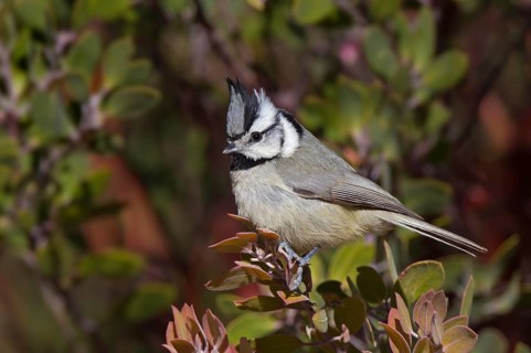 Bridled Titmouse (Baeolophus wollweberi), Arizona, USA
