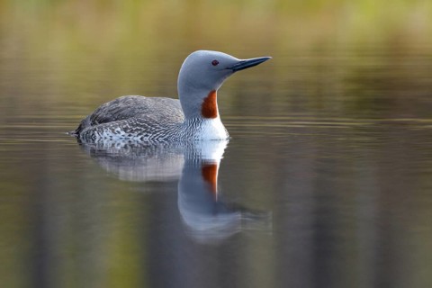 Red-throated diver (Gavia stellata) in breeding plumage on a lake in Sweden, Knuthöjdsmossen,