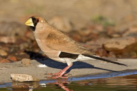 Masked Finch (Poephila personata), Western Australia, Australia