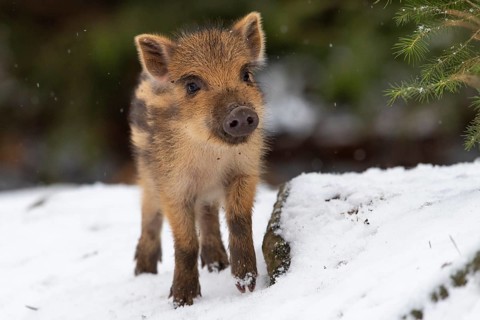 Wild boar (Sus scrofa) in the snow, fresh boar, Melle, Lower Saxony, Germany