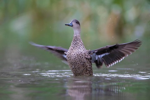 Grey Teal (Anas gracilis) bathing, Victoria, Australia