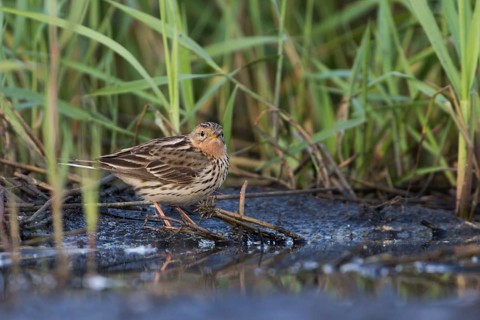 Red-throated Pipit - Rotkehlpieper - Anthus cervinus, Russia