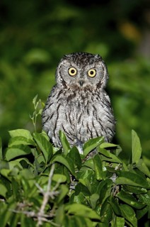 Western Screech Owl (Megascops kennicottii), Arizona, USA