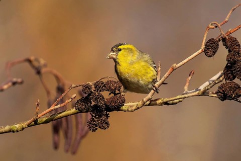 Eurasian Siskin (Spinus spinus) male perched on a branch, Baden-Wuerttemberg, Germany