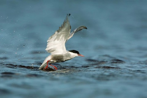 Whiskered Tern (Chlidonias hybrida) flying, Victoria, Australia