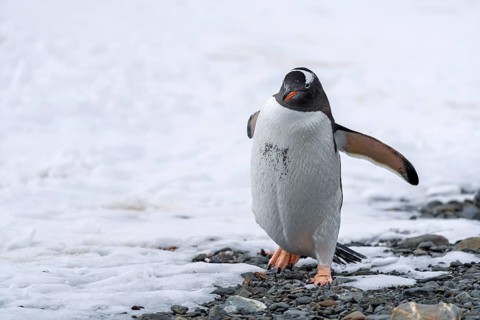 Gentoo penguin (Pygoscelis papua) walking with outstretched flippers on a shingle beach at the edge