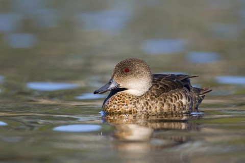 Grey Teal (Anas gracilis), Victoria, Australia
