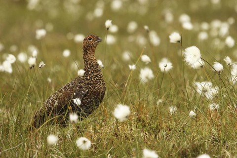 Red Grouse (Lagopus lagopus scotica), Yorkshire Dales, United Kingdom