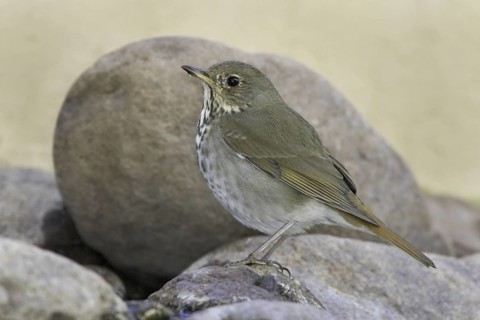 Hermit Thrush (Catharus guttatus), Arizona, USA