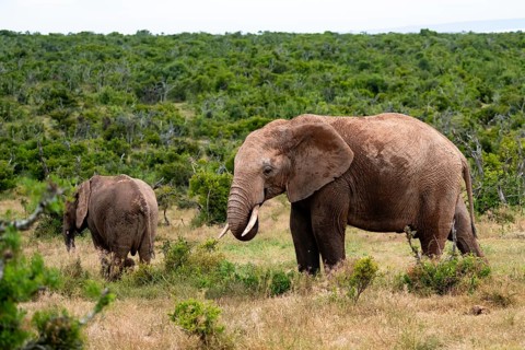 African elephant (Loxodonta africana), Addo Elephant National Park, Eastern Cape, South Africa