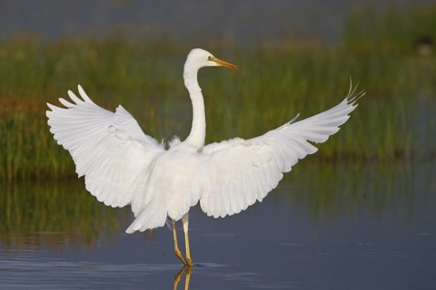 Great Egret (Ardea alba) foraging, Greece