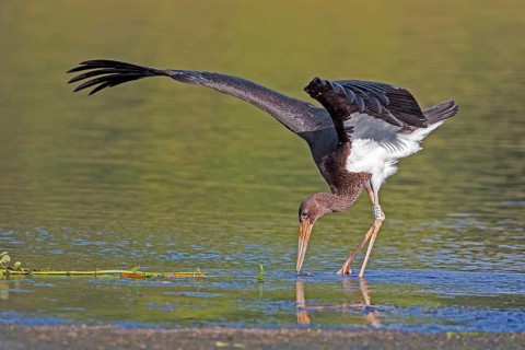 Black Stork (Ciconia nigra) juvenile foraging, Saxony-Anhalt, Germany