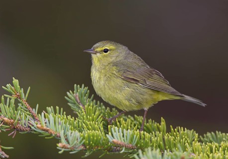Orange-crowned Warbler, male